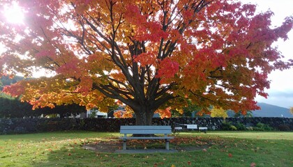 Naklejka premium A solitary bench beneath a grand maple tree, with red-orange leaves drifting through the air, lit by soft golden rays