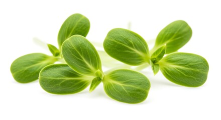 Four green seedlings with two cotyledons each are displayed on a plain white background