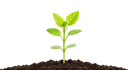 Fototapeta premium Green plant with several leaves growing out of brown soil against a white backdrop