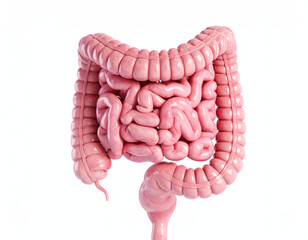 Detailed 3D illustration of the human intestines, including the large intestine, with visual signs of Crohn’s disease, on a white background