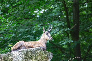 a  male chamois lies on a large stone