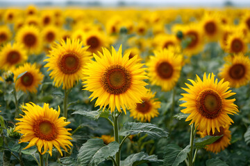Obraz premium Immerse Yourself in the Vibrant Beauty of a Blossoming Sunflower Field: Nature's Masterpiece of Sun-Kissed Blooms and Serenity