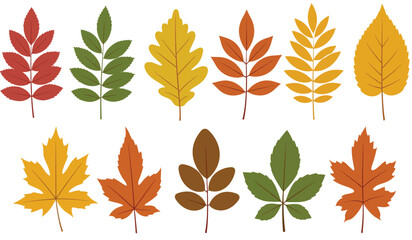Collection of ten colorful autumn leaves in various shapes and sizes isolated on transparent background