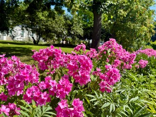 Perennial herbaceous plant phlox paniculate pink bud color. High quality photo