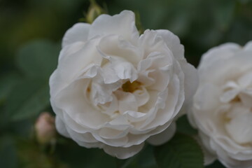 quantum  basic instinct Cambridge valentine roses on different scales and with macro photography