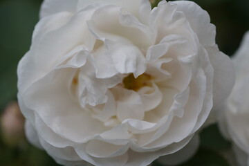 quantum  basic instinct Cambridge valentine roses on different scales and with macro photography