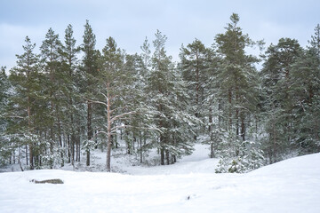 Finnish needle tree forest with thick layer of snow and stones peaking out, Finland