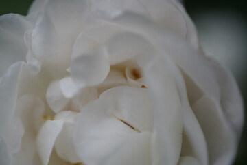 quantum  basic instinct Cambridge valentine roses on different scales and with macro photography