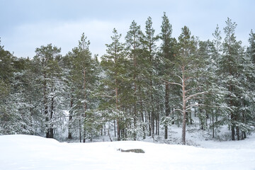 Winter in northern forest with pine trees and rocks on a overcast day with white snow, Finland