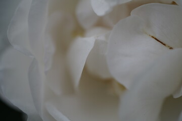 Fototapeta premium quantum basic instinct Cambridge valentine roses on different scales and with macro photography