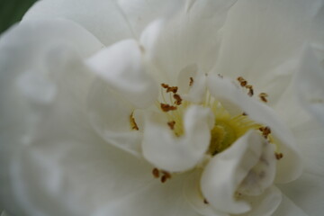 quantum  basic instinct Cambridge valentine roses on different scales and with macro photography