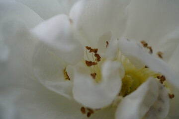 quantum  basic instinct Cambridge valentine roses on different scales and with macro photography