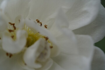 quantum  basic instinct Cambridge valentine roses on different scales and with macro photography