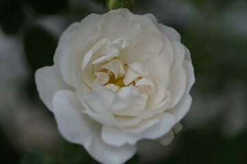 quantum  basic instinct Cambridge valentine roses on different scales and with macro photography