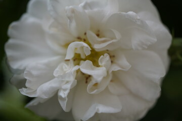 quantum  basic instinct Cambridge valentine roses on different scales and with macro photography