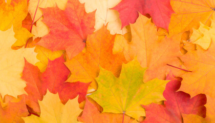 Fototapeta premium A Fiery Tapestry of Autumn Maple Leaves in Radiant Red, Orange, and Yellow Hues