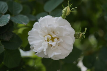 quantum  basic instinct Cambridge valentine roses on different scales and with macro photography