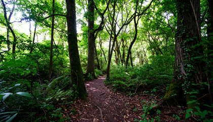 Fototapeta premium A Winding Earthen Path Through a Verdant, Sun-Dappled Woodland