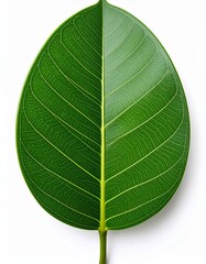 Obraz premium Single Vibrant Green Leaf with Detailed Veins on Clean White Background