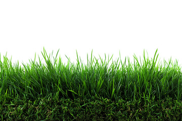 Fototapeta premium Green grass turf cut out design element