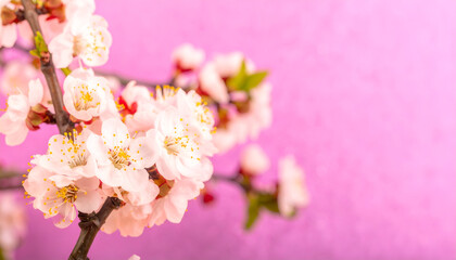 Fototapeta premium Delicate Apricot Blossoms with Golden Stamens on a Vibrant Pink Background