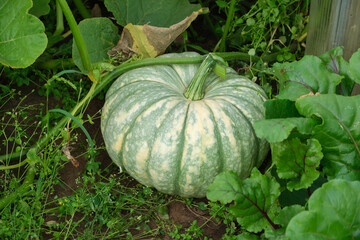 Obraz premium Big green pumpkin vegetable squash growing in the garden close-up. Harvesting, agriculture and gardening concept.