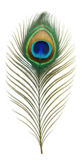 Obraz premium A detailed image of a vibrant peacock feather featuring iridescent shades of blue, green, and brown with a distinct eye pattern at the center, set against a white background.