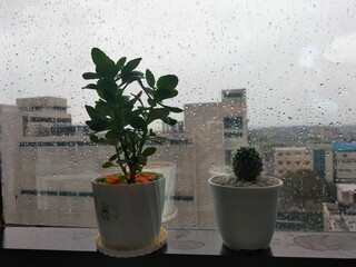 Potted cactus and indoor plants for office interiors and natural stress relief