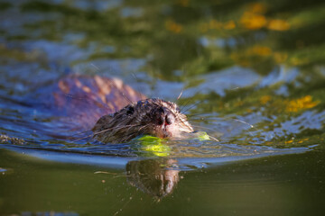 Close-up of an adult muskrat swimming in the water right toward the camera lens, holding a Nymphaea flower stem in its mouth on a sunny summer evening.	