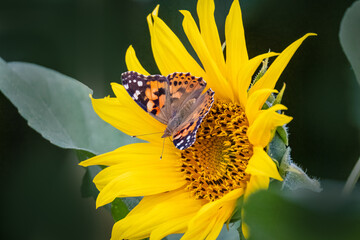 Close-up of a Painted Lady (Vanessa cardui) butterfly perched on a sunflower blossom on a sunny summer evening.