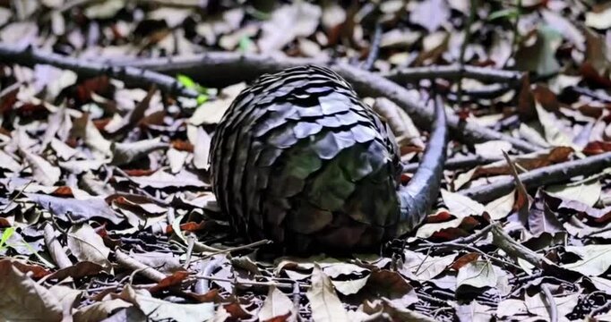 a pangolin searching for food in the forest