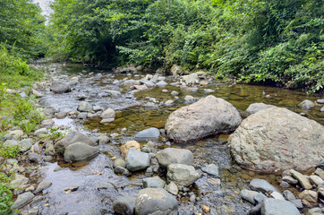 Rocky stream in a green forest on a summer day