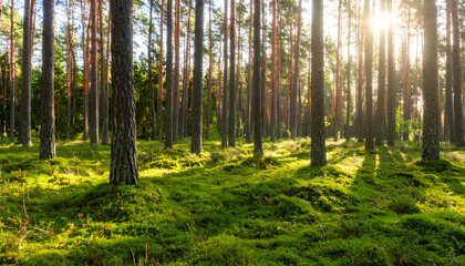Golden Sunbeams Dance Across a Lush, Moss-Covered Pine Forest