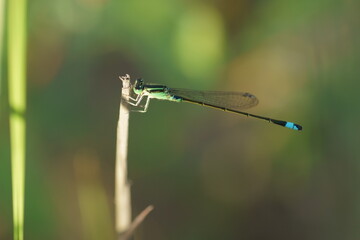 アオモンイトトンボ