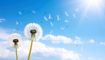 Dandelions seeds floating in the wind under a bright sunny sky