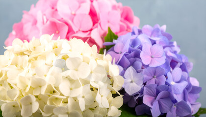 Obraz premium Luminous Trio of Pink, White, and Purple Hydrangea Blooms Against a Soft Blue Sky
