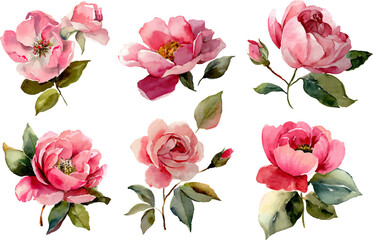 bouquet of pink roses isolated