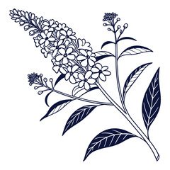 black and white buddleja x weyeriana