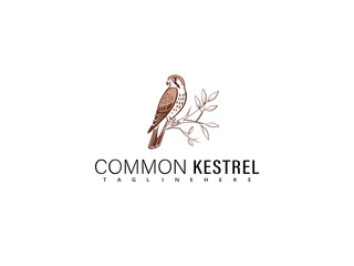 Obraz premium Elegant illustration of a cute Common Kestrel perched on a natural branch with charming cartoon details, perfect for nature-themed educational children’s books, wildlife logos, and creative animal bra