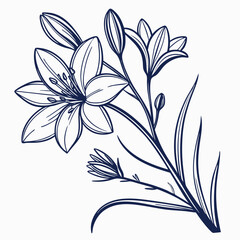 brodiaea bulb with leaves