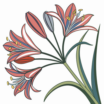 brodiaea bulb with leaves