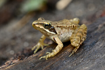 junger Springfrosch // juvenile Agile frog (Rana dalmatina) 
