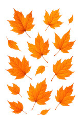 Obraz premium Pattern of orange maple leaves scattered on a white background, showcasing the vibrant colors and intricate details of autumn foliage.
