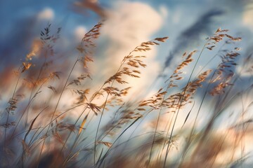 Obraz premium Golden grass swaying in sunset light (1)