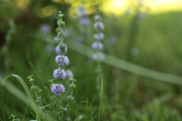 ペニーロイヤルミント