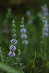 ペニーロイヤルミント