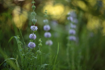 ペニーロイヤルミント