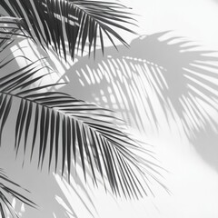 Obraz premium Monochrome palm frond shadows cast on a textured wall