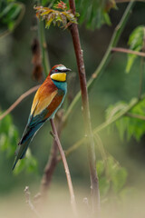 bienenfresser, green, wild, bunt, blau, eater, eisvogel, roller, farbe, ast