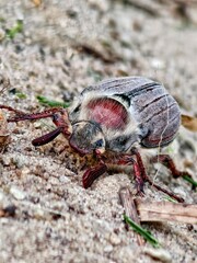 May beetle crawling on sandy ground, showing its brown and white patterned body